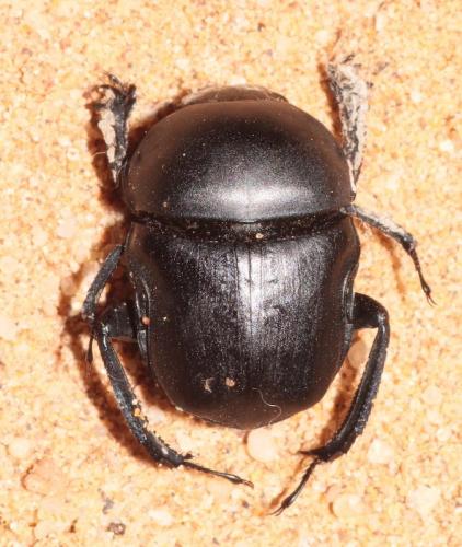 Gymnopleurus mopsus